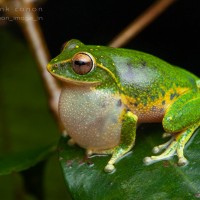 Pseudophilautus stuarti Manamendra-Arachchi & Pethiyagoda, 2005